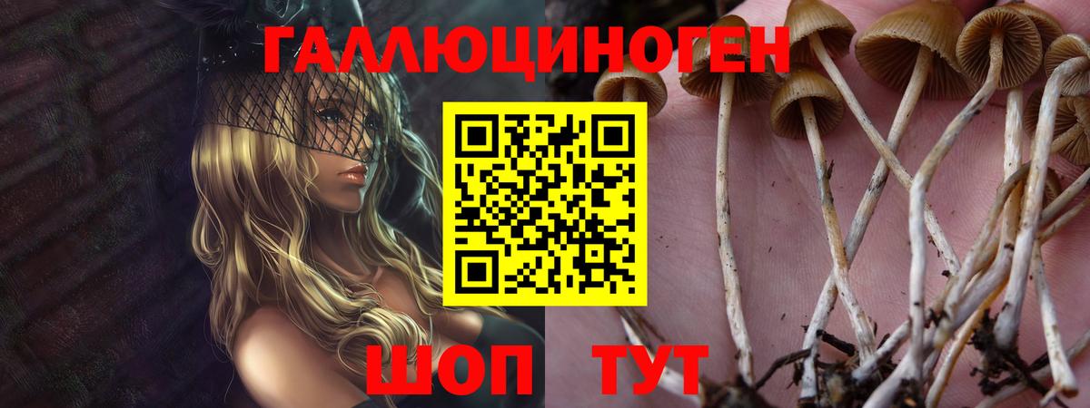 Галлюциногенные грибы мицелий  Сыктывкар  Галлюциногенные грибы Psilocybe 